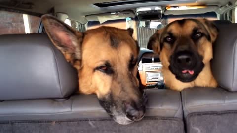 very naughty german shepards