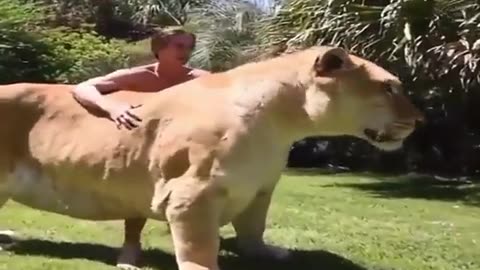 Meet the Liger, a cross between a male lion and a female tiger.