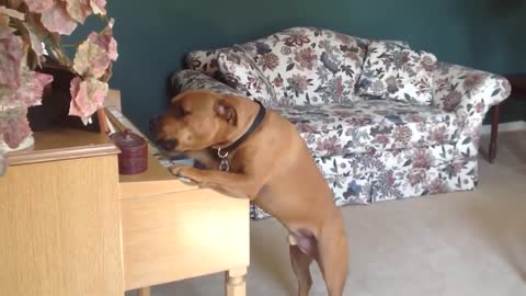 dog plays piano for mom - hilarious footage of dog 'playing' piano