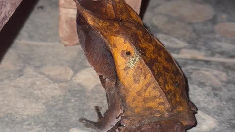 Long-Nosed Horned Frog Looks Like a Leaf