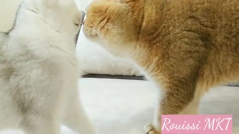 How a Wife Cat talks with her Husband Cat? 😍 The two Talking cats