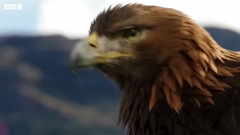 POV: Eagle Flight | Natural World: Super Powered Eagles | BBC Earth