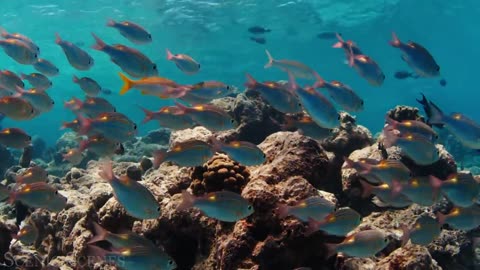 Underwater World 4K - Incredible Colorful Ocean Life Marine Life Scenic Relaxation Film-720p