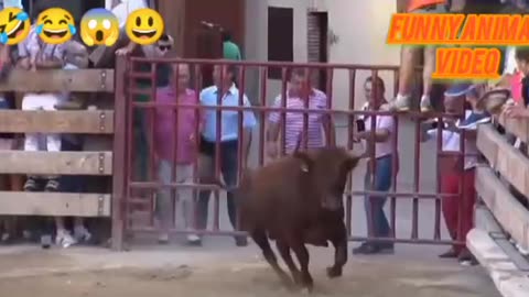 Full funny video 🤣 and interesting video with BULL 🐂😍🤩🥰🌺