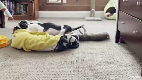 Cats fun with dog 🤣😁Best funny video