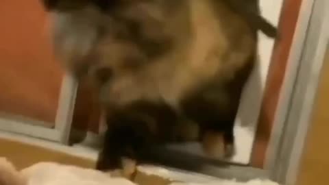 Funny cat: just kitty feeding its human🤣