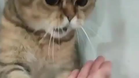 The cat fights with its owner in a beautiful and funny way