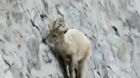 Ibex defies gravity and climbs