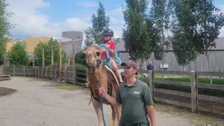 Ark Encounter ~ Camel Ride, Zoo