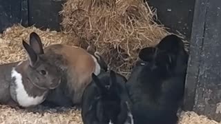 Rabbits huddle together for dinner