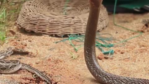 The King Cobra Snake, Deadliest Only Snake #Snake #Short #SnakeVideo #SnakeOnly #snakes #viral