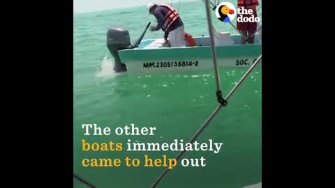 Dolphin JUMPS ON BOAT - The Dodo_Cut