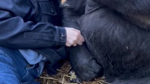 Woman is hanging out with Silverback Gorillas at her sanctuary!