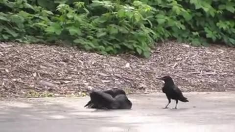 Crows have a "Crow court" where they gather to punish a crow that has committed a crime