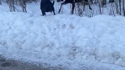 Moose Encounter with Dog at Off-Leash Dog Park