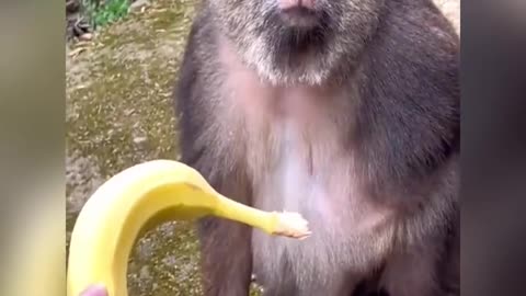 A docile one-armed monkey