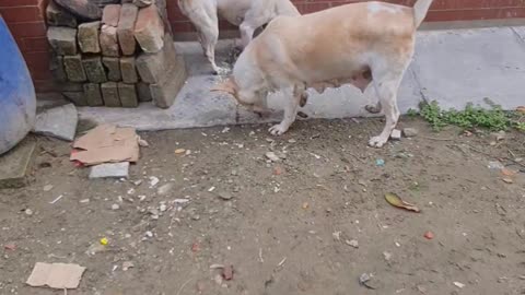 Two dog joy for a little food