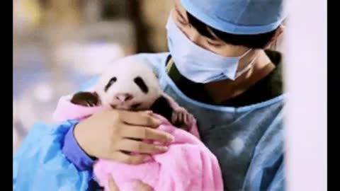 In 30 Seconds Adorable Baby Pandas Who Are Very Sleepy Brighten Your Day