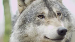wolf nature withHigh quality video