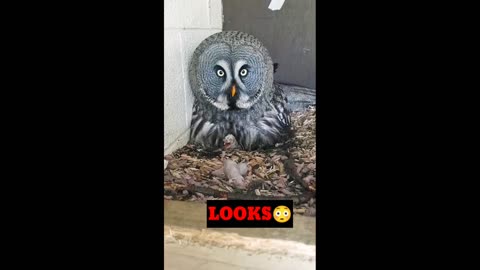 Owls Terrible Looks😳