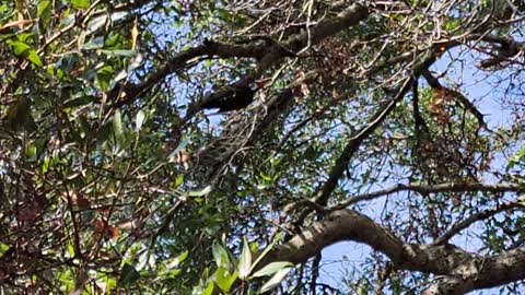 The pileated woodpecker (Dryocopus pileatus)