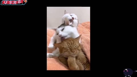Episode 58 😂#pet #fyp #pourtoi #cat #foryou #funny #funnypet #funnypets