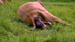 Incredible Display of Animal Bonding: Mother Cow Gives Birth as Her Supportive Friends