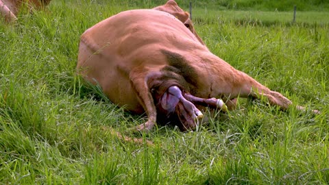 Incredible Display of Animal Bonding: Mother Cow Gives Birth as Her Supportive Friends