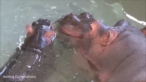 Baby Hippos Swimming - CUTEST Compilation