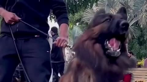 Unstoppable and Killer Germen Shepherd Dogs filming