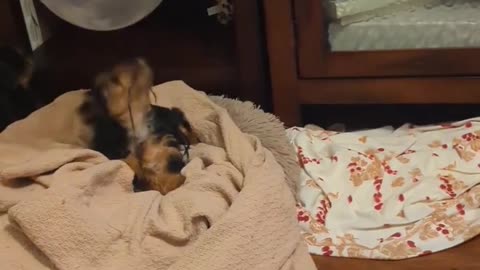 Yorkie Puppy Obsessively Plays with Balloon