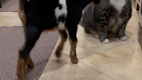 Three Day Old Goat Has Excited Ears