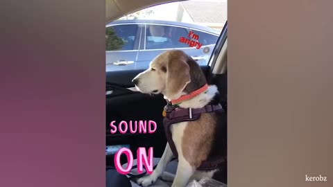 Husky's freaking out when realize he is in the vet 🤣 Funny Dog's Reaction