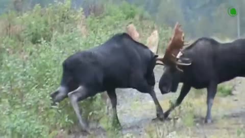 Giant Powerful Moose. Epic Battles Of Moose, And Their Hard Life.