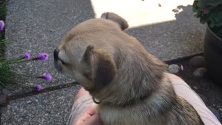 Tiny dog falling asleep is startled by a sneeze