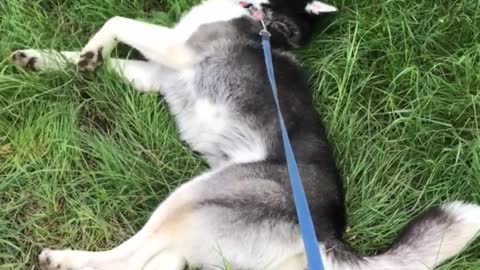 Husky who broke.