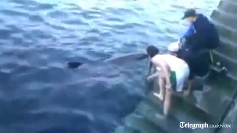 'Dusty' the dolphin attacks woman
