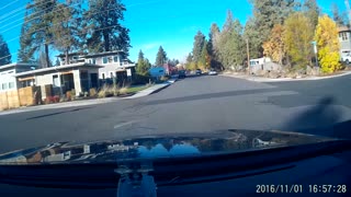 Deer Family Crosses the Street