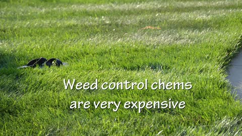 Weed N Feed For Lawns Not Recommended