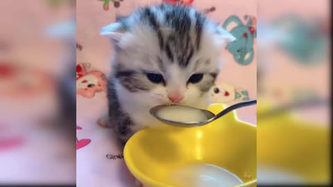 Very very cute baby cat, and Funny Moment