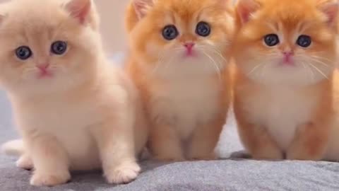 Heart-Melting Moments! Adorable Baby Kittens Bring Pure Bliss to Your Day