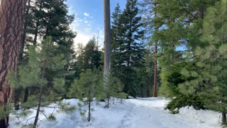 Eclectic Mix of Tree Species – Ochoco National Forest – Bandit Springs Sno-Park – 4K