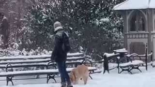 snow day in nyc - but it’s just dogs