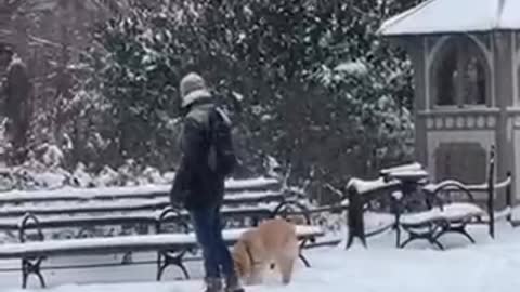 snow day in nyc - but it’s just dogs