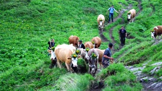 Alpaufzug Engstligenalp - Swiss Tradition - reisen-lifestyle.ch