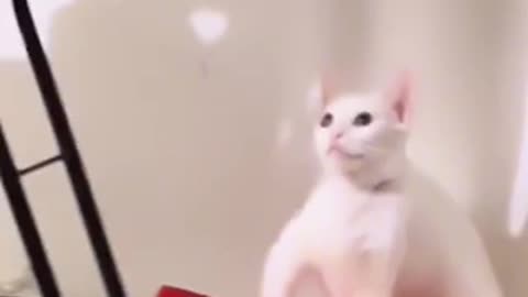 Beautiful cat 🐈 trending video