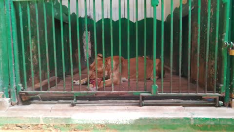 African Female Lion Adore Meat Snack Bone