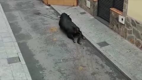 Bull Breaks Legs At Spanish Festival