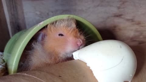 Watch the hamsters eat eggs