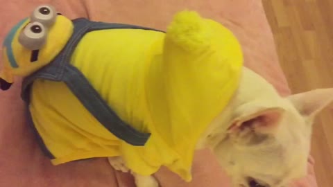 French Bulldog shows off his new 'Minions' backpack